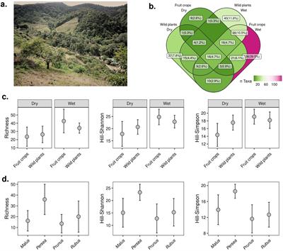 Pollen metabarcoding reveals a broad diversity of plant sources available to farmland flower visitors near tropical montane forest